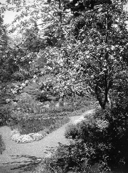 Sur cette photographie d’archive en noir et blanc, un pommetier occupe le premier plan, à droite de l’image. Ce pommetier en fleur se trouve dans le Jardin alpin des Jardins de Métis. Un sentier de gravier forme un Y. Au centre, on distingue une platebande triangulaire et quelques plants qui émergent du sol ainsi qu’un petit ensemble de fleurs pâles. Des buissons couvrent une légère pente. Au fond, de grandes épinettes apparaissent.