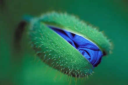 Sur ce gros plan, on voit un bouton de pavot bleu en train de s’ouvrir. Le vert du bouton et de la tige contraste avec le bleu des pétales. Ils sont bien emmitouflés dans le bouton qui est entrouvert.