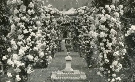 Sur cette photographie en noir et blanc, un chérubin tient un cadran solaire au centre de la composition. Le chérubin fait dos à l’objectif. Il se trouve sur un podium entouré de rosiers. Ces rosiers forment une allée menant à une maison que l’on aperçoit, au fond.