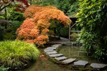 Sur cette photographie couleur, le sentier de pavés de roches occupe le premier plan. Il traverse un ruisseau calme. Un arbre aux feuilles orange se démarque, au fond. À droite, on voit un gazébo en bois. L’absence de plantes en fleur et la luminosité douce distinguent cette photographie automnale.